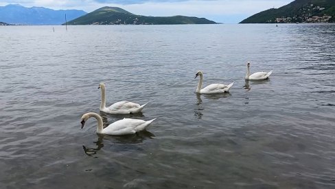 LABUDOVI U MORU KOD IGALA: Sklad lepote, elegancije i mira LABUDOVI U MORU KOD IGALA: Sklad lepote, elegancije i mira