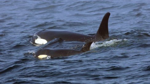 DVE DECENIJE ISTRAŽIVANJA: Orke snimljene u zapanjujućem gestu prema ljudima DVE DECENIJE ISTRAŽIVANJA: Orke snimljene u zapanjujućem gestu prema ljudima
