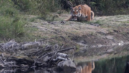 LAV, TIGAR, MEDVED ILI VUK: Naučnici utvrdili koji kopneni sisar, ne računajući čoveka, je najstrašniji predator