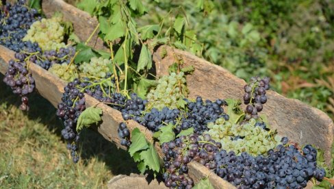 KOJE JE ZDRAVIJE: Ovo je razlika između crnog i belog grožđa