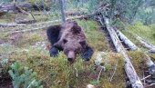 MEDVEDEV UBIO MEDVEDA, PA ZAVRŠIO U KOMI: Ruski bokser se vraćao sa pecanja, a onda je krenuo pakao (FOTO)