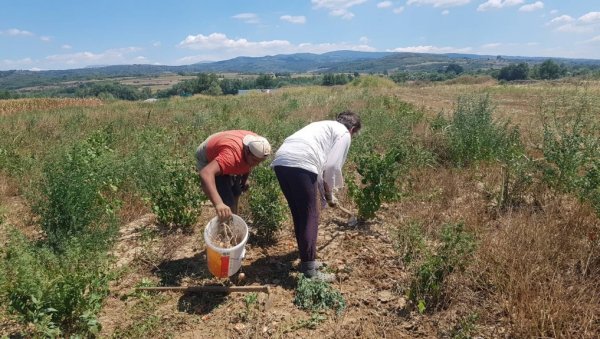 КАД ЈЕ СУША, САМО ЛУК РАЂА: По чему су познати Стојковићи из Заплањске Топонице