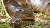 PITON PROGUTAO ŽENU: Meštani rasporili zmiju i našli telo