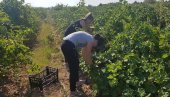 ĐACI - ČUVARI VINSKE KRALJICE SRBIJE: Poljoprivredna škola u Bukovu kod Negotina jedina u našoj zemlji uzgaja drevnu sortu loze, crnu tamjaniku