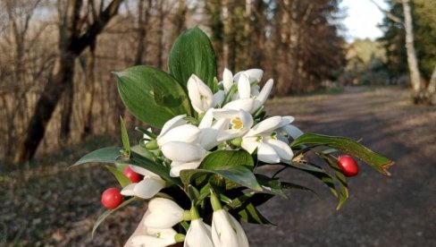 ŠUMA ZABELELA OD VISIBABA: Lepo vreme izmamilo šetače da dođu na Frušku goru (FOTO)