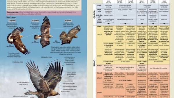 ПРВИ СВЕОБУХВАТНИ ВОДИЧ ЗА РАСПОЗНАВАЊЕ ДИВЉИХ ПТИЦА: Друштво за заштиту и проучавање птица објавило књигу