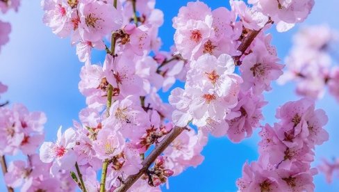 IZABRANI  DOBITNICI SAKURA STIPENDIJA: Pet mladih talenata putuju u Japan