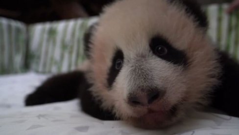 NAJSTARIJA DŽINOVSKA PANDA NA SVETU DOBILA BLIZANCE: Rođeni samo dan pred 19. rođendan Jing Jing