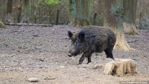 BORBA ZA ŽIVOT TRAJALA 20 MINUTA: Sakupljača pečuraka u Nemačkoj napala divlja svinja