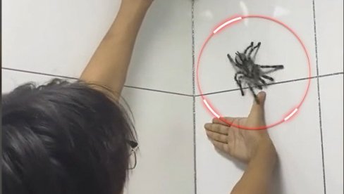 UJELA GA TARANTULA: Vidite kako mu posle toga izgleda ruka (VIDEO)