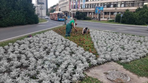 NA TRGU SLOBODE 18 CVETNIH ŽARDINJERA: Počelo letnje ulepšavanje Novog Sada (FOTO)