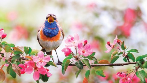 ISTRAŽIVANJE POKAZALO: Poj ptica umiruje nervni sistem