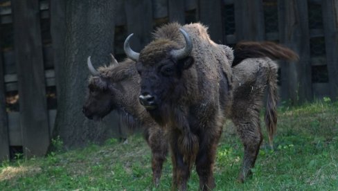 TAJFUN I TATRENKA STIGLI IZ ČEŠKE: Dva nova bizona u nacionalnom parku Fruška gora (FOTO)