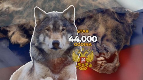 NEVEROVATNO: U Rusiji pronađen vuk star 44.000 godina - ogromni, odrasli mužjak grabljivac (FOTO)
