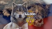 НЕВЕРОВАТНО: У Русији пронађен вук стар 44.000 година - огромни, одрасли мужјак грабљивац (ФОТО)