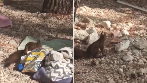 OVO JE NAJSLAĐI KRADLJIVAC U HRVATSKOJ: Pogledajte kako veverica ruča na plaži u Makarskoj(VIDEO)