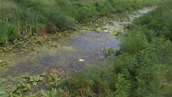 ДВОДНЕВНИ ТРЕТМАН: У среду и четвртак сузбијање комараца