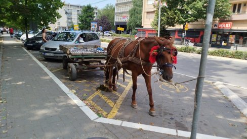 KONJČE NEPROPISNO “PARKIRANO“:  Paraćinci se pitaju gde je gazda odlutao