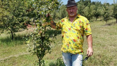 JABUKE BERE U RUKAVICAMA: Nedeljko Adamović podigao voćnjak na dedinom imanju kod Ćuprije