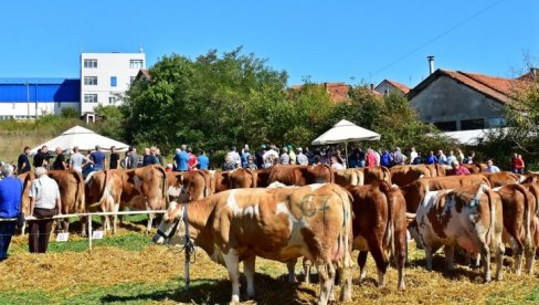 REGIONALNA IZLOŽBA GOVEDA SIMENTALSKE RASE U LAJKOVCU   Jagodin 6.001 litar mleka