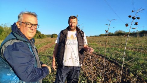 LEŠNIK ĆE RAĐATI ZA TRI GENERACIJE:  Paraćinac, povratnik iz inostranstva Dušan Banjanac sa zetom podigao plantažu