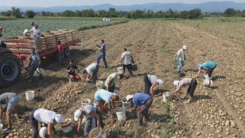 NIKADA VEĆI UVOZ KROMPIRA: Rusko i Belorusko povrće preplavilo naše pijace i trgovine