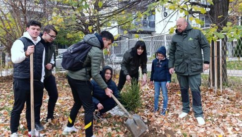 GIMNAZIJALCI IZ VRANJA OPLEMENJUJU PROSTOR: Zasađeno 16 smreka u školskom dvorištu