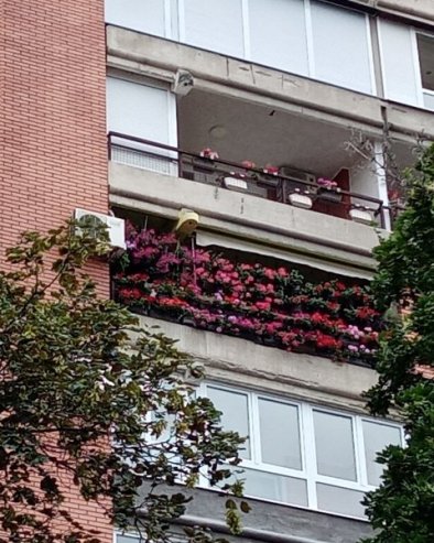 NAJLEPŠI BALKON U BULEVARU: Proglašeni pobednici u tradicionalnoj akciji Za zeleniji Beograd