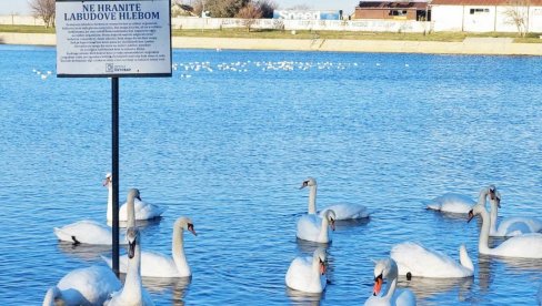 NE HRANITE IH HLEBOM: Zbog nezdrave ishrane uginuo labud na vršačkom jezeru (FOTO)