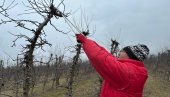 PRAVO VREME ZA REZIDBU: Voćari iz čačanskog kraja imaju pune ruke posla, a predstoji i đubrenje