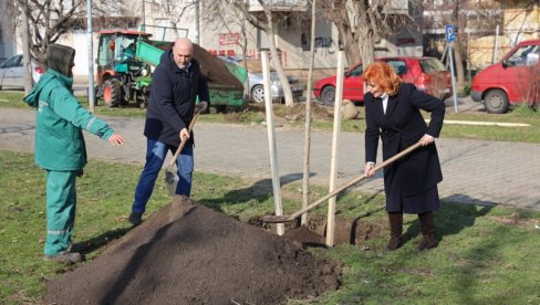 NASTAVLJENO OZELENJAVANJE NOVOG SADA: Novih 88 stabala drveća za više zelenila