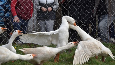 MISTRAL I SPASOJE UKRŠTAJU KLJUNOVE: Sutra u Mokrinu finale 39. „Gusanijade“  (Foto)